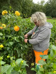 Schönheitspflege im Dahliengarten