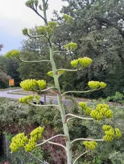 Besondere Blüte in der Richard-Lehmann-Straße