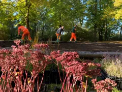 Pflanzung im Volksgarten Sellerhausen