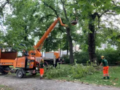 Verlässlicher Partner für Straßenbaumpflege gesucht