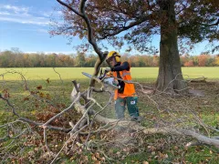 Beräumung der Sturmschäden in Grünanlagen