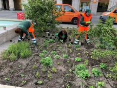 Roßplatz blüht auf