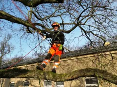 Seilklettertechnik in der Baumpflege