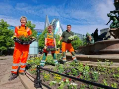 Sommerblumen für Leipzig