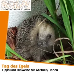 Hinweise zum Igelschutz