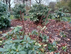 Vandalismus im Mariannenpark