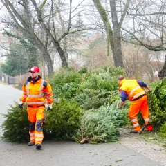 Legale Weihnachtsbaum-Ablage noch bis zum 31.Januar möglich!