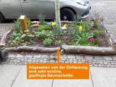 Baumscheiben richtig bepflanzen und pflegen