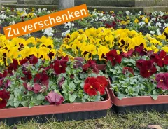 Frühblüher: Verschenk-Aktion am 10. und 11. Mai 2022