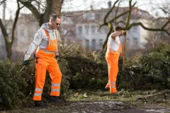 Wohin mit dem Weihnachtsbaum?