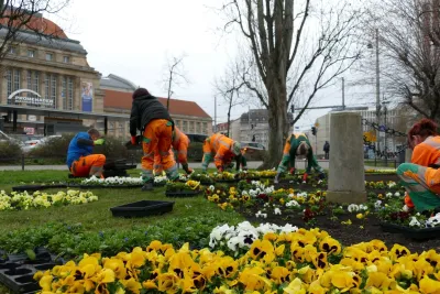 Frühblüher werden eingepflanzt