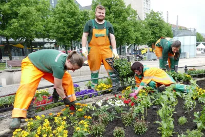 Sommerblumen kommen in die Erde