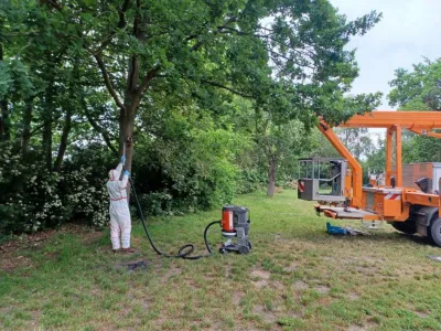Beseitigung Eichenprozessionsspinner