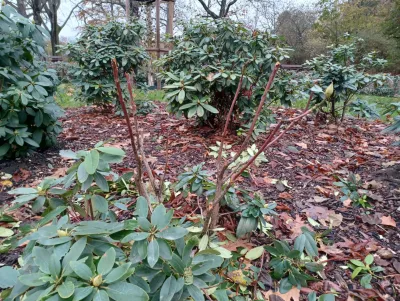 Vandalismus im Mariannenpark