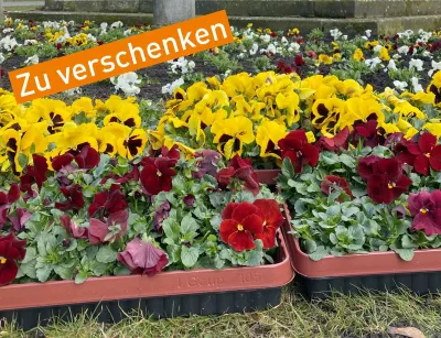 Frühblüher: Verschenk-Aktion am 10. und 11. Mai 2022