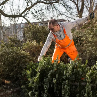 Nadelt Ihr Weihnachtsbaum schon?