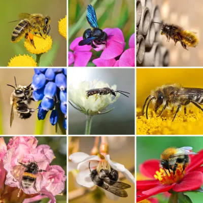 Am 20. Mai ist Weltbienentag