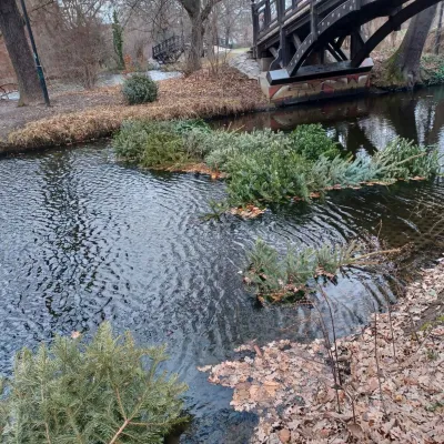 Legal abgelegte Bäume in Teich geworfen