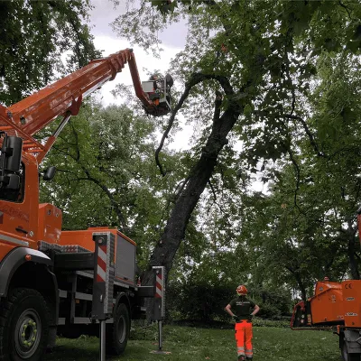 Baumpflege und Bienenrettung am Schwanenteich