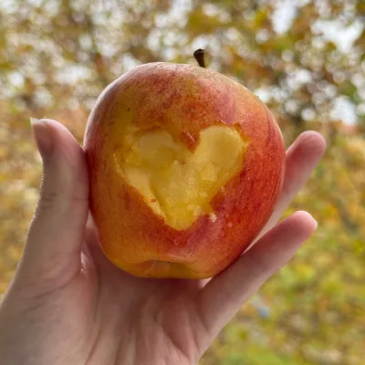 Einladung zum Workshop Äpfel schnitzen für Groß und Klein