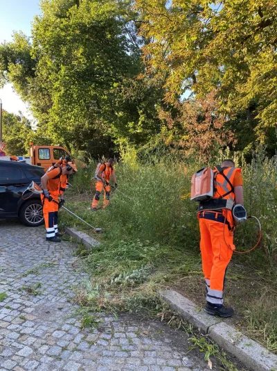Wildwuchsentfernung in der Dauthestraße