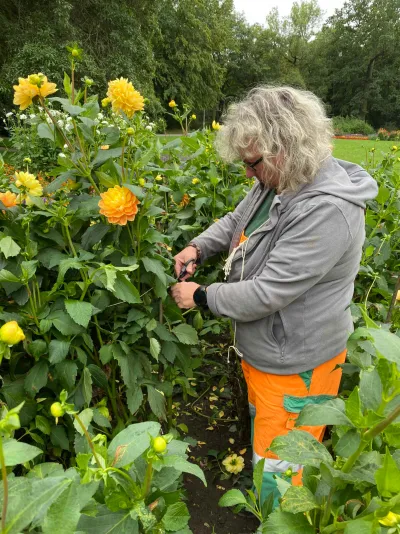 Schönheitspflege im Dahliengarten