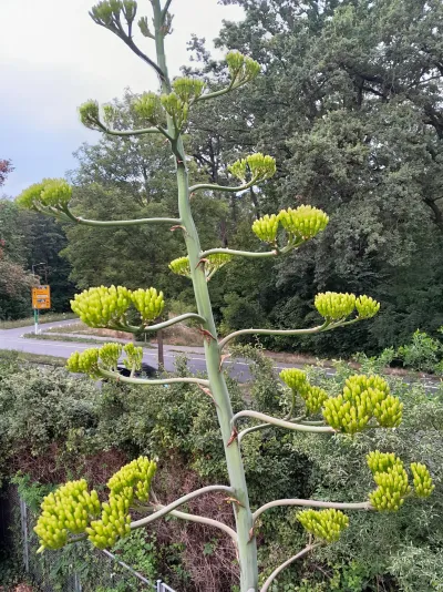 Besondere Blüte in der Richard-Lehmann-Straße